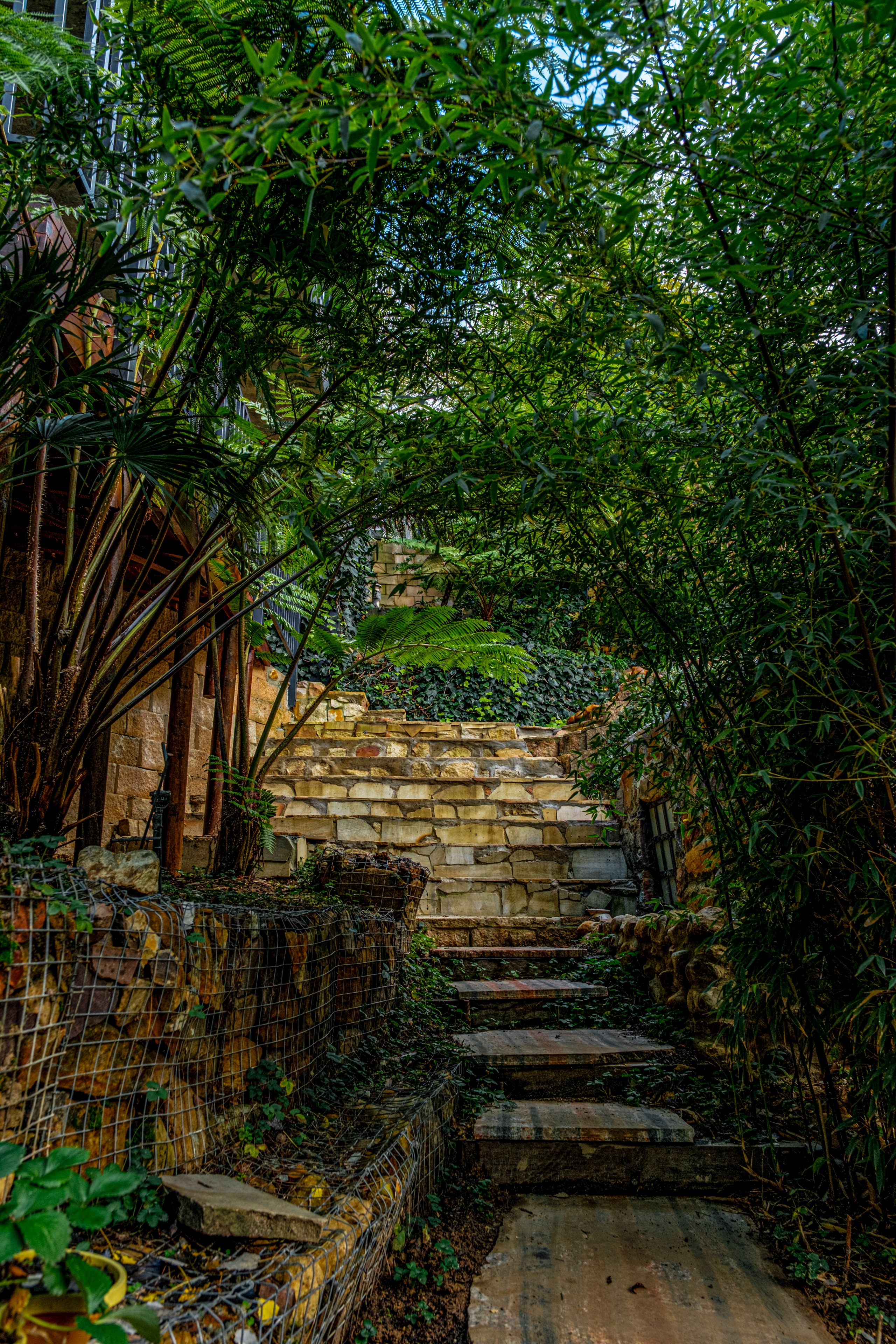 ForestFall — indigenous forest garden paths